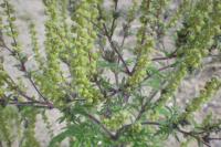 Ambrosia artemisiifolia