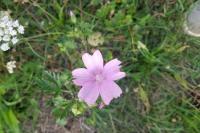 Malva alcea