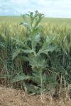 Onopordum acanthium