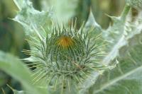 Onopordum acanthium