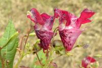 Impatiens glandulifera