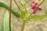 Impatiens glandulifera