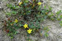Hypericum humifusum