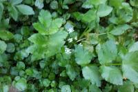 Helosciadium nodiflorum