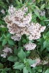 Eupatorium cannabinum