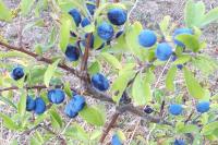 Prunus spinosa