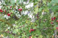 Crataegus monogyna