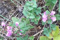 Clinopodium vulgare