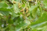Alnus glutinosa