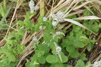 Mentha suaveolens