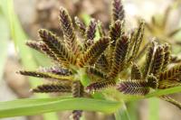Cyperus fuscus