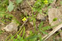 Ranunculus sceleratus