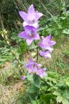Campanula trachelium