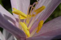 Colchicum autumnale