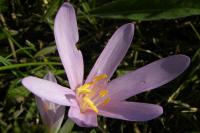 Colchicum autumnale