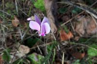Cyclamen hederifolium