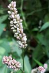 Persicaria maculosa