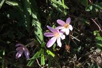 Colchicum autumnale