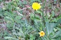 Hypochaeris radicata