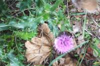 Cirsium arvense