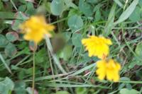 Crepis capillaris