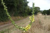 Verbascum virgatum