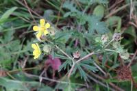 Potentilla argentea