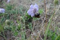 Scabiosa columbaria
