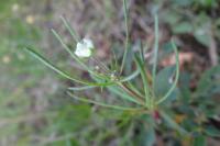 Spergula arvensis