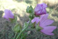 Malva alcea