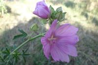 Malva alcea