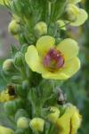 Verbascum nigrum
