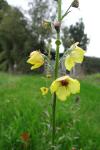 Verbascum blattaria