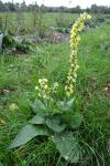 Verbascum nigrum