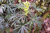 Helleborus foetidus
