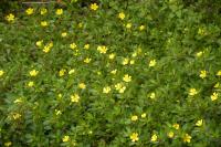 Ludwigia peploides