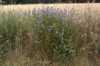 Campanula rotundifolia