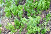 Mercurialis annua