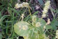 Mercurialis annua