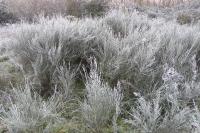 Cytisus scoparius