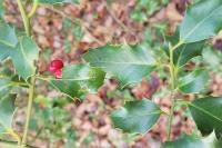 Ilex aquifolium