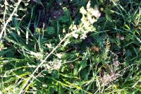 Capsella bursa-pastoris