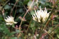 Trifolium ochroleucon