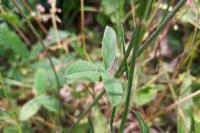 Trifolium ochroleucon