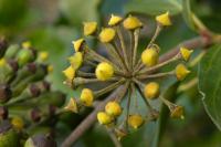 Hedera helix