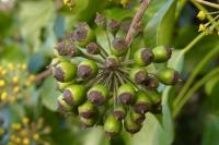 Hedera helix
