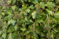 Hedera helix