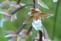 Epipactis palustris