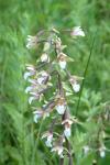 Epipactis palustris