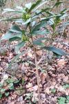 Daphne laureola
